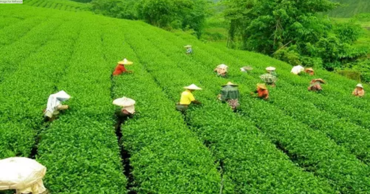 Himachal Pradesh's Kangra tea gets European GI tag